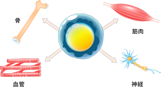 幹細胞は様々な細胞に分化することができます。